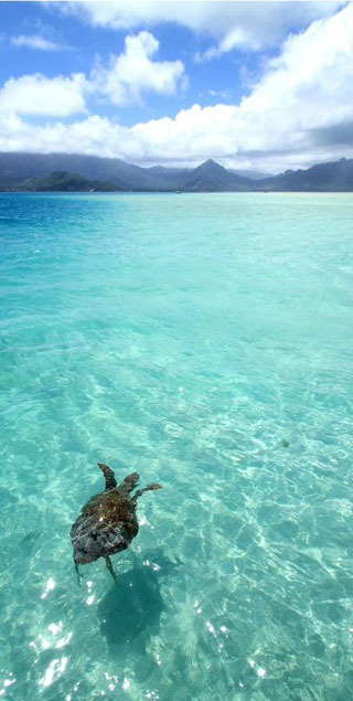 ハワイのイメージ写真